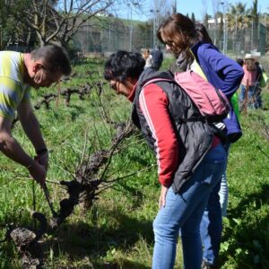 Eva y Pilar podan su cepa, bajo la supervisión de Igor.