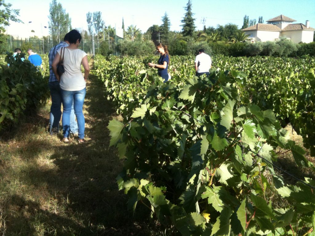 Visita de Cabezas Romero al viñedo ecológico.