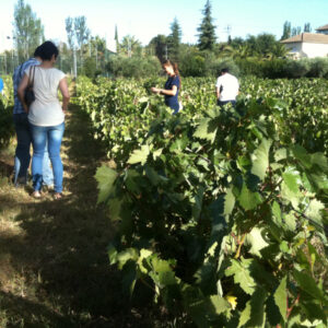 Visita de Cabezas Romero al viñedo ecológico.