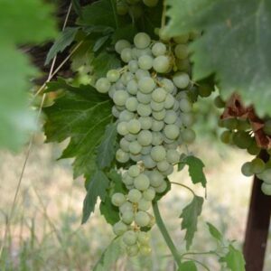 Racimo de uva Pedro Ximénez en viñedo ecológico de Bodegas Robles, 15 agosto 2012.