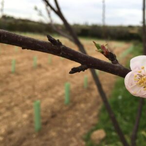 Primavera en el viñedo