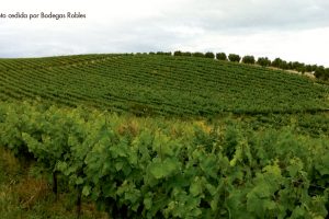 Reportaje: los vinos ecológicos en España