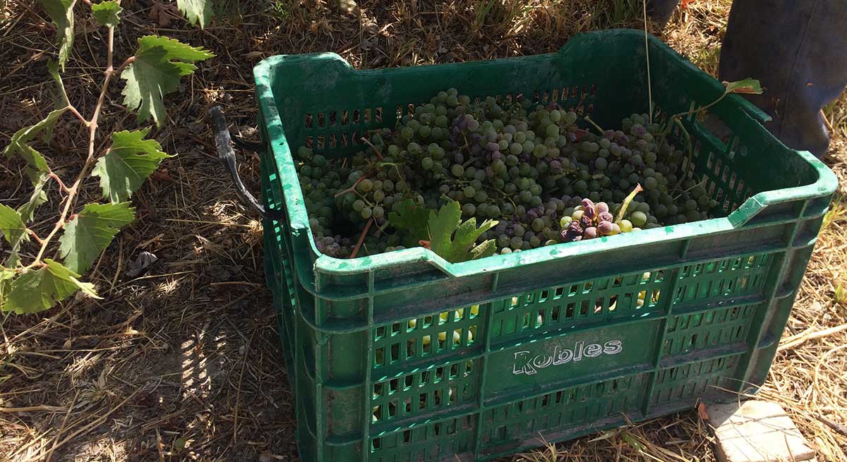 Corta de la uva verdejo ecológica en Bodegas Robles