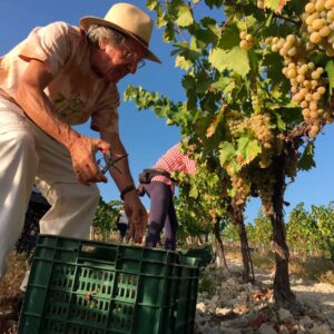 Ezequiel Martínez comparte una jornada de vendimia en el viñedo Villargallegos de Bodegas Robles