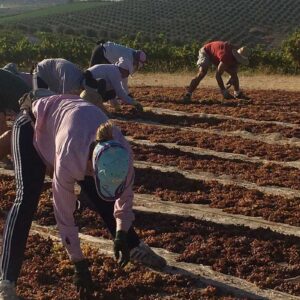 Asoleo de la uva Pedro Ximénez / Bodegas Robles