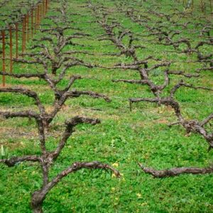 cubierta vegetal viticultura ecologica bodegas robles
