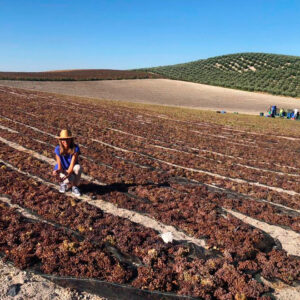 Pasera de Bodegas Robles