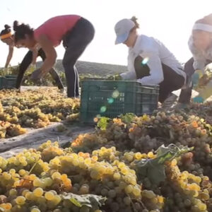 origen y elaboracion del vino pedro ximenez