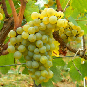 por que elegimos uva verdejo para nuestro blanco joven