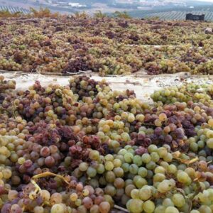 que es la pasera de un viñedo