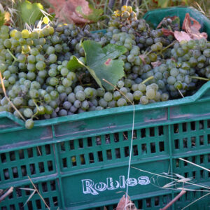 La vendimia de la uva verdejo 2020 | Bodegas Robles