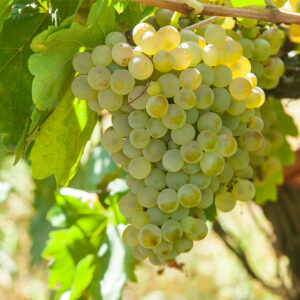 viñedo casilla del morcillete