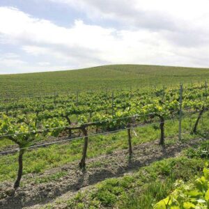 viñedo de villargallegos