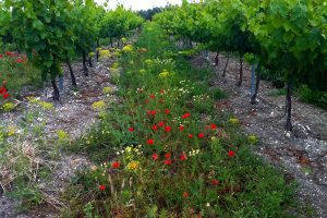 La viticultura regenerativa frente al cambio climático