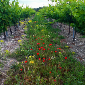 Viticultura regenerativa. / Bodegas Robles
