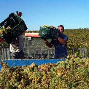 Vendimia Pedro Ximénez