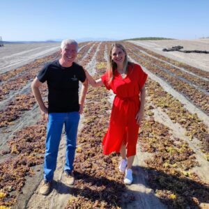 Vendimia Pedro Ximénez. / Aqui la tierra