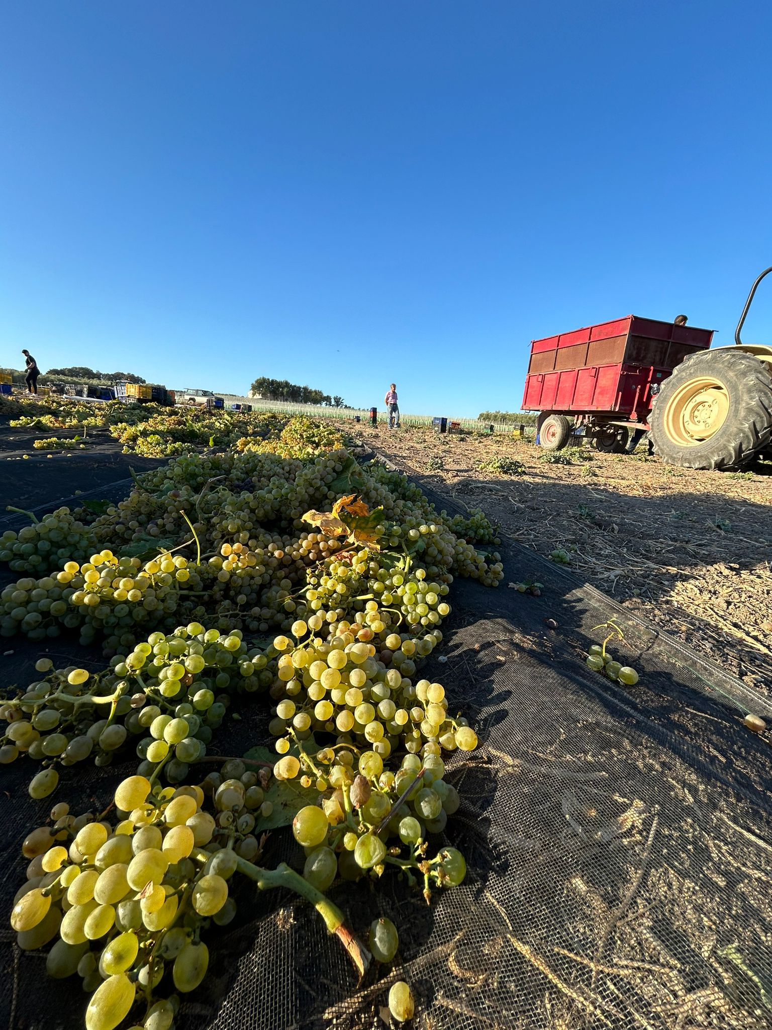 Pasera Lagar de los Dolores. / Bodegas Robles